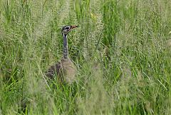 White-bellied Bustard